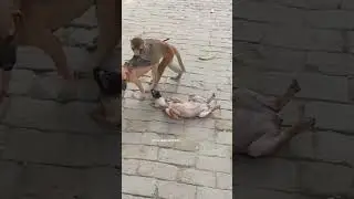 handsome monkey with🐶🐶 #shorts #shortvideo #love #trending
