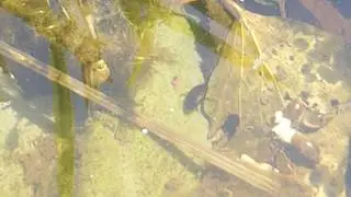 Diving Beetle - Agabus bipustulatus - Br&uacute;nklukka - Brunnklukkur - Vatnabj&ouml;llur - P&ouml;ddur