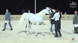 N 64 DSA BABY DHALL   Peninsula Arabian Horse World Cup 2025   Mares 10+ Years Old Class 6