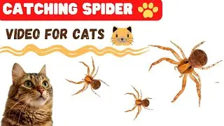 Cat Games- Catching Spider| Entertaiment Video For Cats To Watch#3