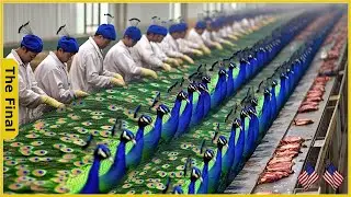 How The Peacock Industry Is Redefining Farming In China - Farming Documentary