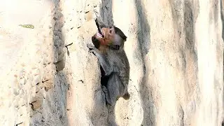 Bean Runs Rapidly To Hide Steep Wall Due To Mother Barry Warns Of His Stealing Her Milk