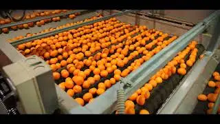 Mehadrin new Citrus sorting machine