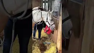 Post-birth recovery for my mare! 🐴✨ Using PEMF therapy to help her feel her best!