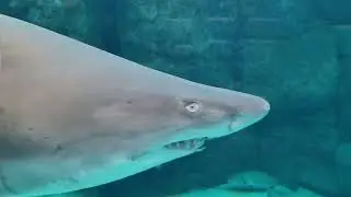 Tour of the Two Oceans Aquarium Cape Town 😍 