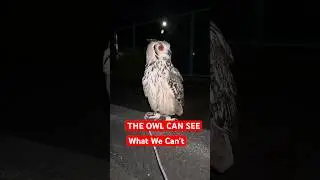 The Owl Sees What We Can&rsquo;t | Halloween Nature Mystery 🦉