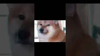 cheems balltze meme😂😂😭#cheems #cheemsmemes #balltze#shorts #shibainu#dog #meme #trending #cheemsdog