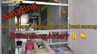 Amazing Baru 1 Minggu Dilepas Dikandang Aviary Sudah Membuat Sarang
