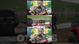 The Daily Life of a Monkey