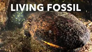 【Living Fossil】 Japanese giant salamander ＆ Horseshoe crab eggs hatching