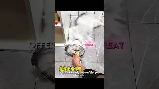 No One Could Calm This Cat&hellip; Until Him 🥺🐾 #shorts