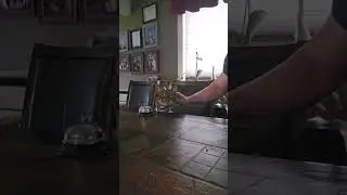 Cat rings bell for food#cat #funnyanimals #funnycats #catshorts