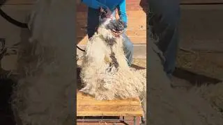 Shearing a sheep. Collecting wool after summer. #alps #sheep #wool #calmvideo #farmlife