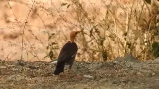 Common Myna Baldness video by Dr Raju Kasambe DSCN4417 1