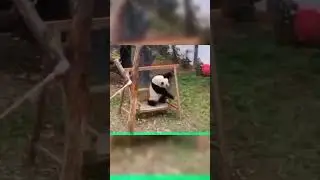 The bewildering behavior of pandas, so cute! That&rsquo;s why we all love them! #panda #saveyaya #animals