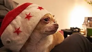 Candy der Weihnachtshund / WIEN VLOG ep50