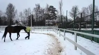Эмига ПлечоКрупНаправо
