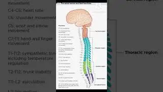 The spinal nerves and their functions #youtubeshorts #youtube #biology #neet