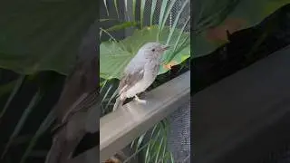 This is why this bird&rsquo;s named Screaming Piha!
