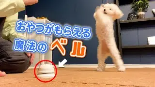 おやつが貰える魔法のベルを愛犬にプレゼントしたら凄かったw