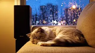 Modern Smooth Jazz Soul &ndash; Sleeping Cat Near Audio System with window shows rainy city for relaxation