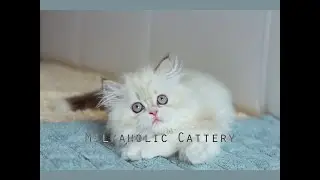 Highland Straight kitten Milkaholic Nolan