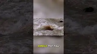 &ldquo;The Deadliest River on Earth?&rdquo; #WorldFacts #NatureFacts #BoilingRiver #Geography #Shorts