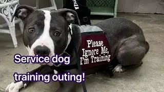 A mini service dog in training vlog