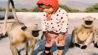 Baby Monkey Funny Moments | Cute Monkey Videos In The Wild | Monkey Baby Bon Bon New Video ||