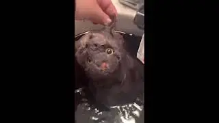 Making Salem my Webkinz Signature Black Cat (repost)