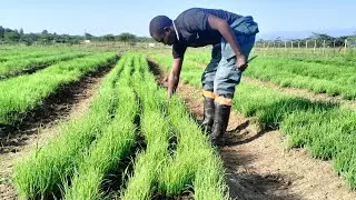 How to prepare and maintain a perfect  bulb onion nursery  bed.