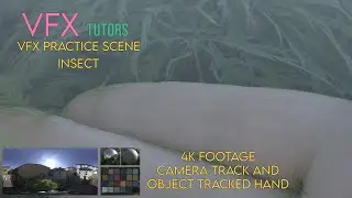 VFX Creature Animation - Insect