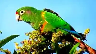 World's top birding site: El Dorado Bird Reserve, the endemic bird area