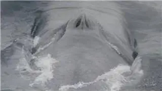 Whale Facts : How Do Whales Sleep?