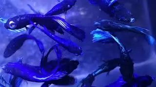 betta fighter best breeding technique