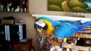 MICHAEL THE MACAW EATING PEANUT BUTTER TOAST  (PART1 OF 2)