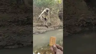 Langur Jumps Across the Water to Reach a Biscuit 🌊🍪