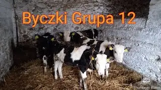 Byczki Grupa 12 Mieszańce Hf Simental Ncb