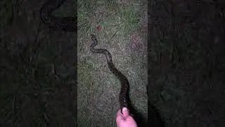 Grabbing A Water Snake In Crystal Clear Water!