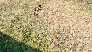 【散策】ちょこまか歩き回る鶏の群れ