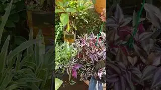 Beautiful wondering jew in colorful garden #viral #shortvideo #trending