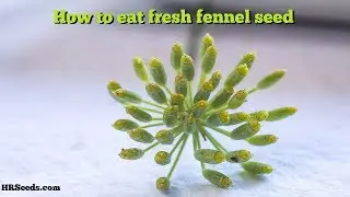 How to eat fresh fennel seed | Foeniculum vulgare