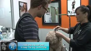 Grooming video #5 Dogs Detangler Spray
