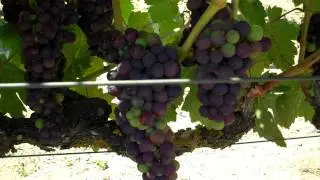 What it takes to grow world-class Zinfandel