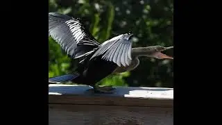 Somewhat Angry Snakebirds Skirmish