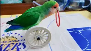 i Training  Smart Peony Parrot , Smart Little Cute Parrot , Amazing Parrot Tricks #training