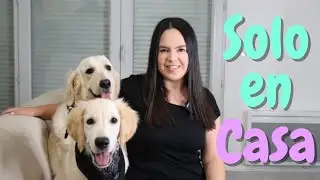 Enséñale a tu perro a quedarse solo en casa