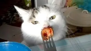 Funny Cats Vines 2018