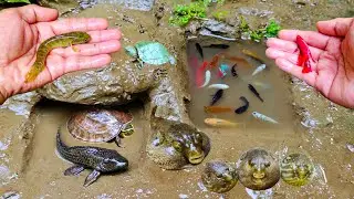 Dapat banyak ikan, Ikan cupang, ikan warna-warni, ikan-ikan kecil, ikan hias, ikan lele, ikan lucu,