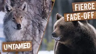 Clash of Predators: Wolves and Bears Battle for Survival | Full Episode